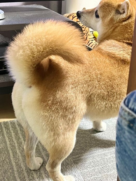 おしりも可愛らしいこじろうくん