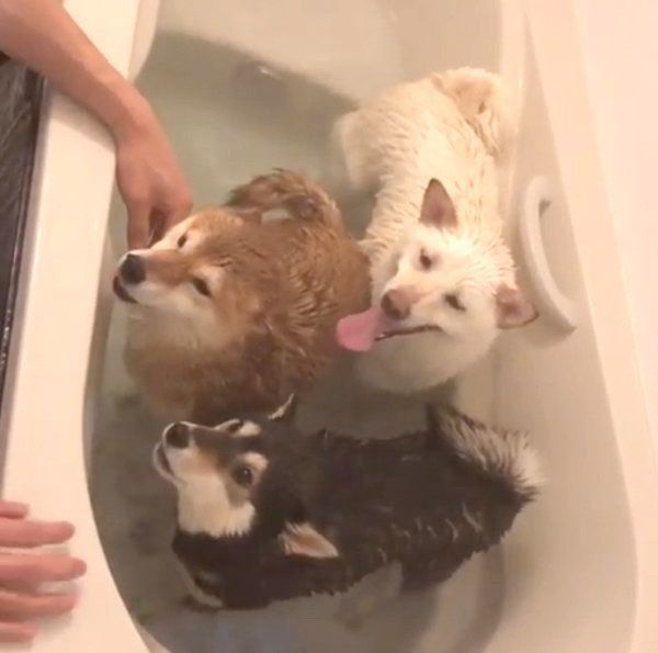 お風呂に入る柴犬