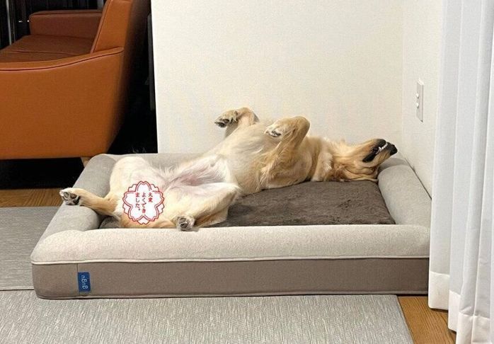ひっくり返って眠るミシェルちゃん