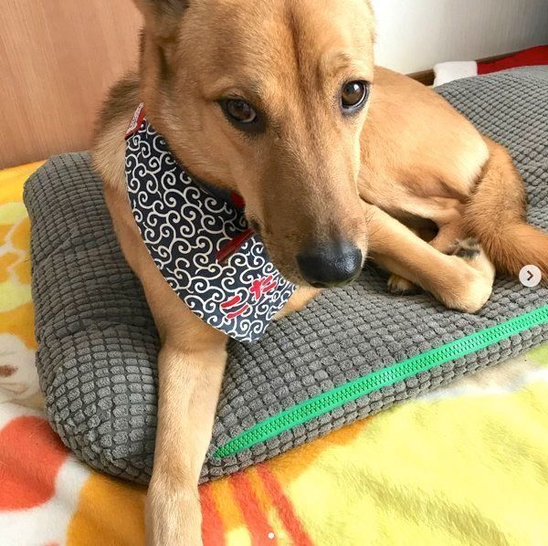 元保護犬・こたろうくん