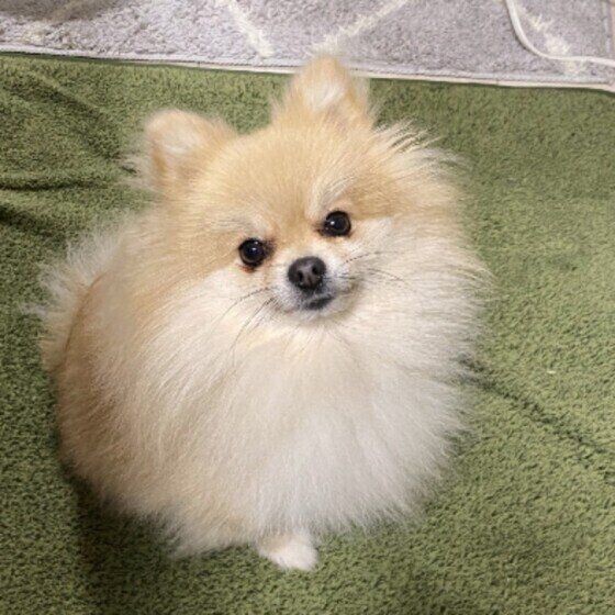 見落としがちな犬の呼吸音に注意!知っておくと病気に早く気がつけるかも?  いぬのきもち