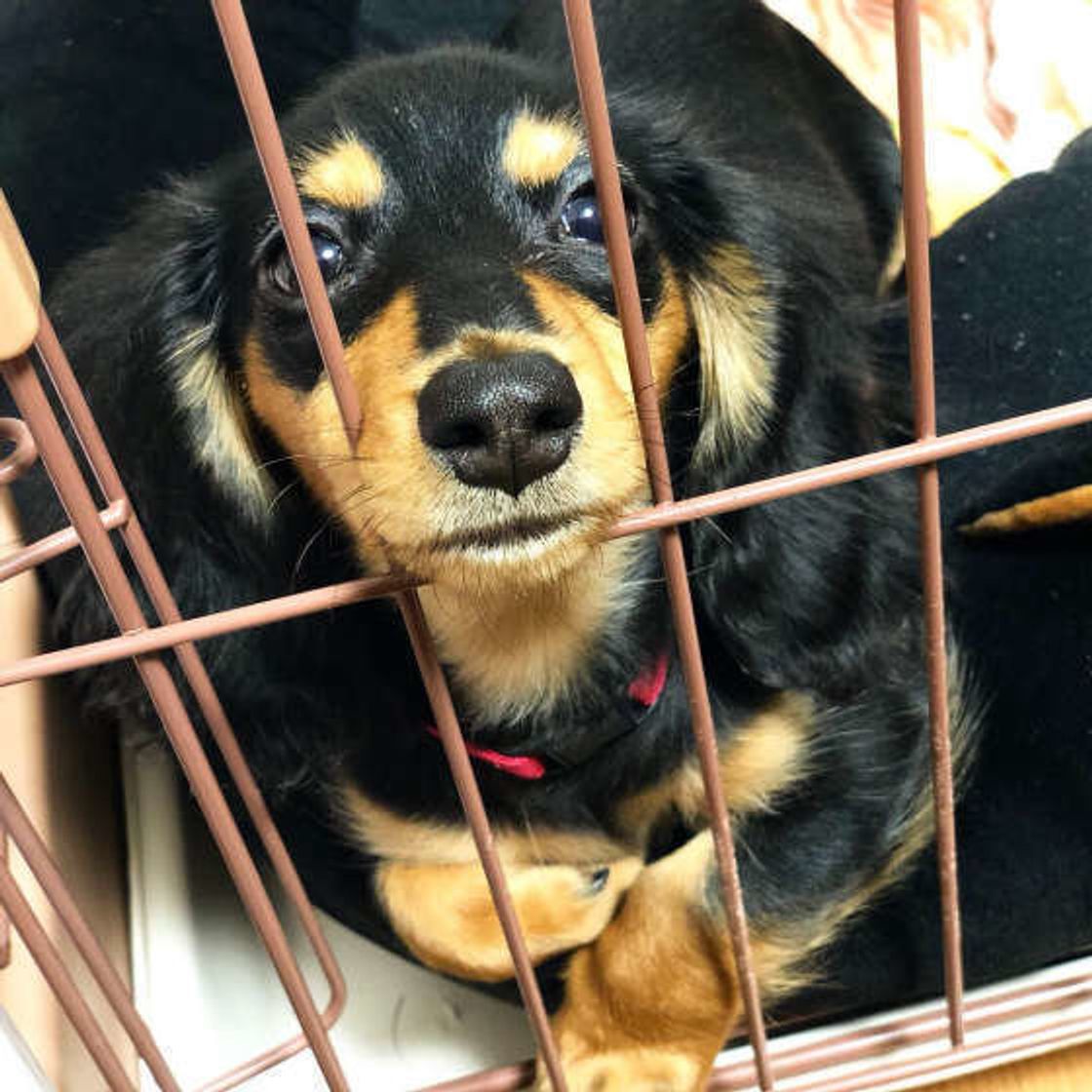 共働きで犬を留守番させる 実際のところ これってどうなの いぬのきもちweb Magazine 共働きで犬を留守番させる 実際のところ これってどうなの いぬのきもちweb Magazine