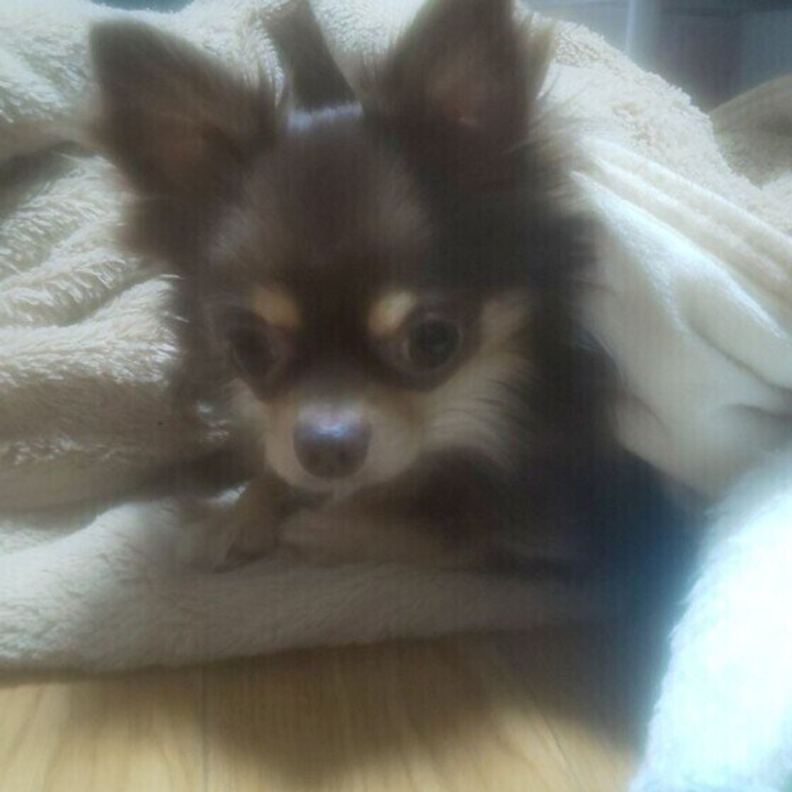 飼い主さんにくっついて眠る犬の気持ちとは かわいい寝姿の写真も いぬのきもちweb Magazine 飼い主さんにくっついて眠る犬の気持ちとは かわいい寝姿の写真も いぬのきもちweb Magazine