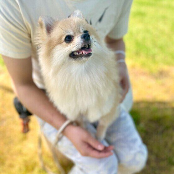 ポメラニアンのモナちゃんのひざ乗り