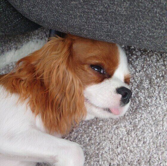 舌を出してくつろぐキャバリア・キング・チャールズ・スパニエル