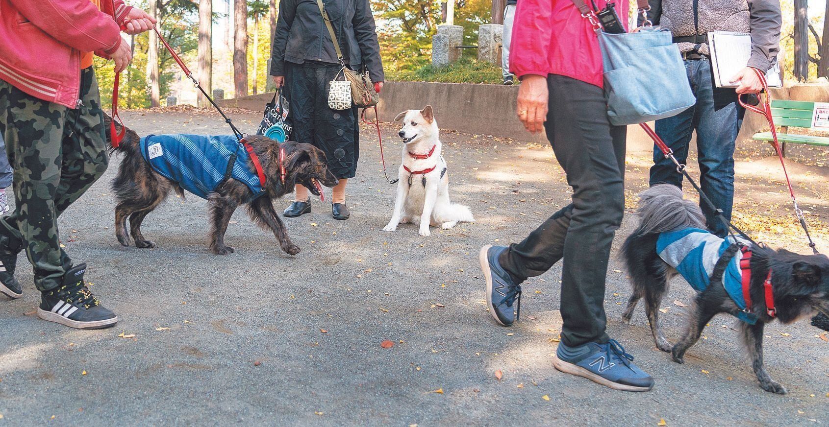 この日は総勢26名のソーシャライザーさんが犬たちとともに集まり、輪になって歩行訓練をしたり、正しいリードの持ち方などを学びました