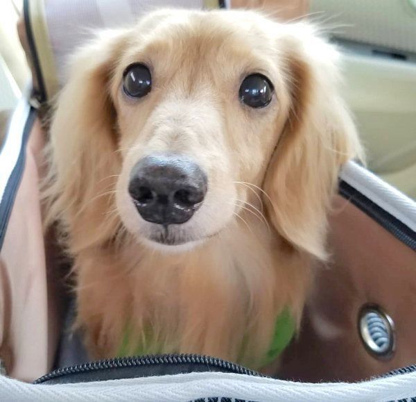 元繁殖犬・伶音ちゃん