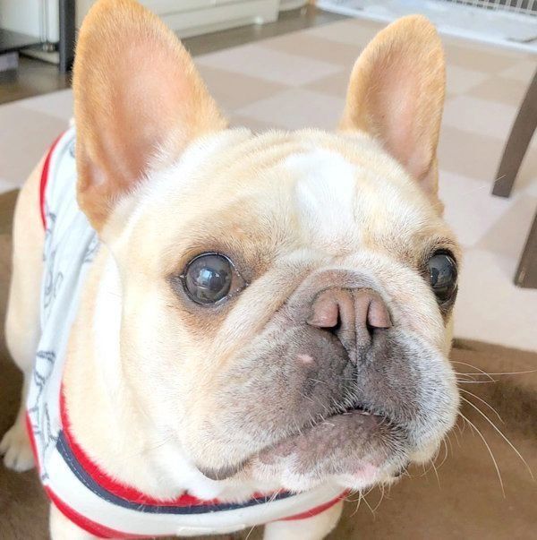 元繁殖犬・フレンチ・ブルドッグのもなちゃん
