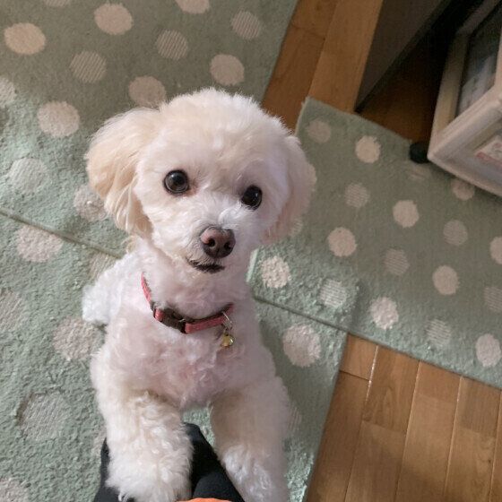 おやつをねだるはなちゃん