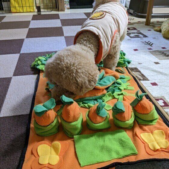 Mix(小型犬)のプーくん♪