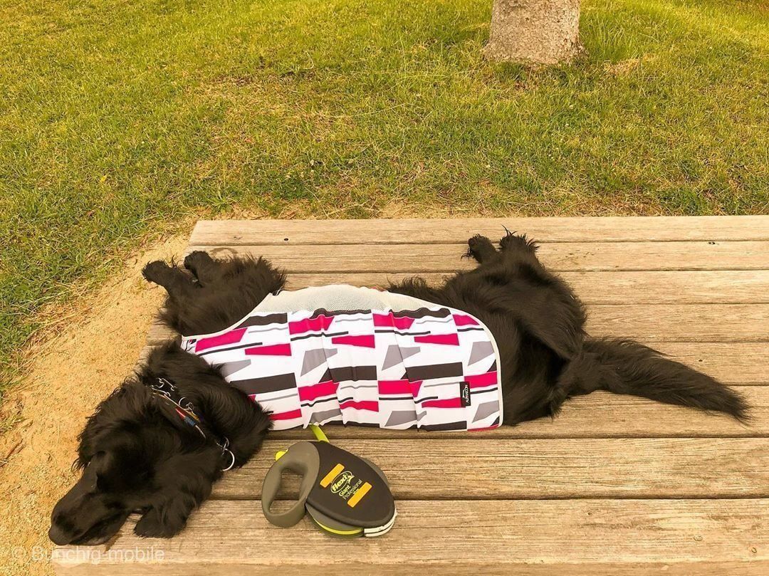 フラットコーテッドレトリーバーのテランちゃん