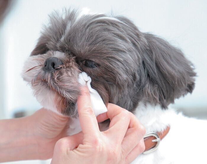 シー・ズーの顔ケア