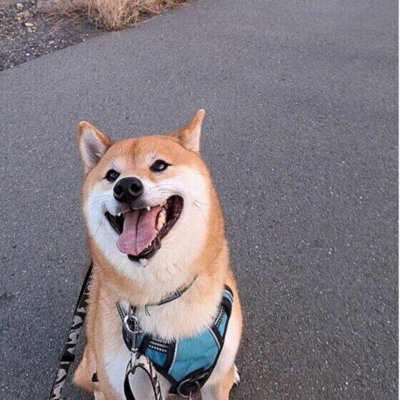 柴のせんずくん