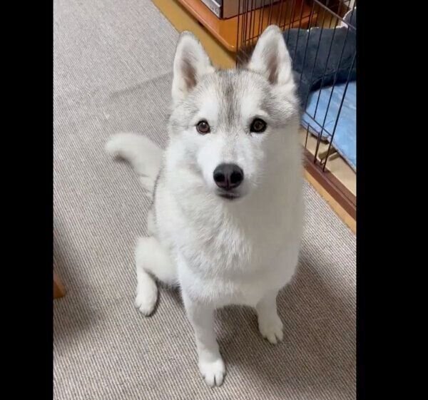 見つめるユキちゃん