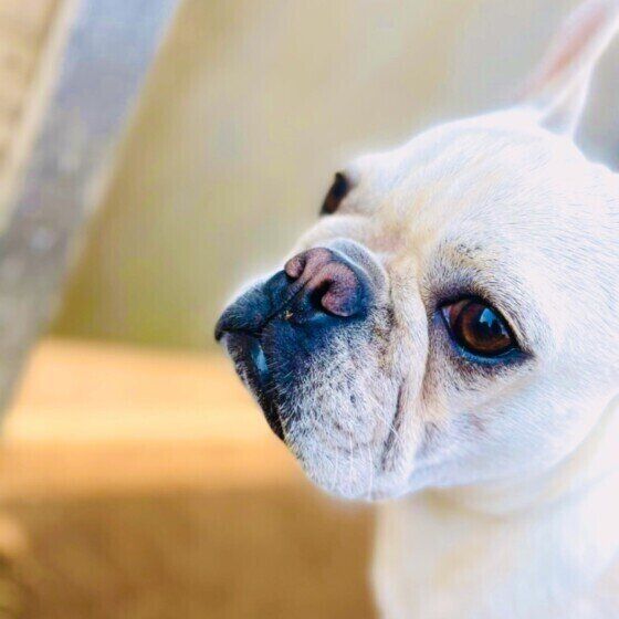 フレンチ・ブルドッグ