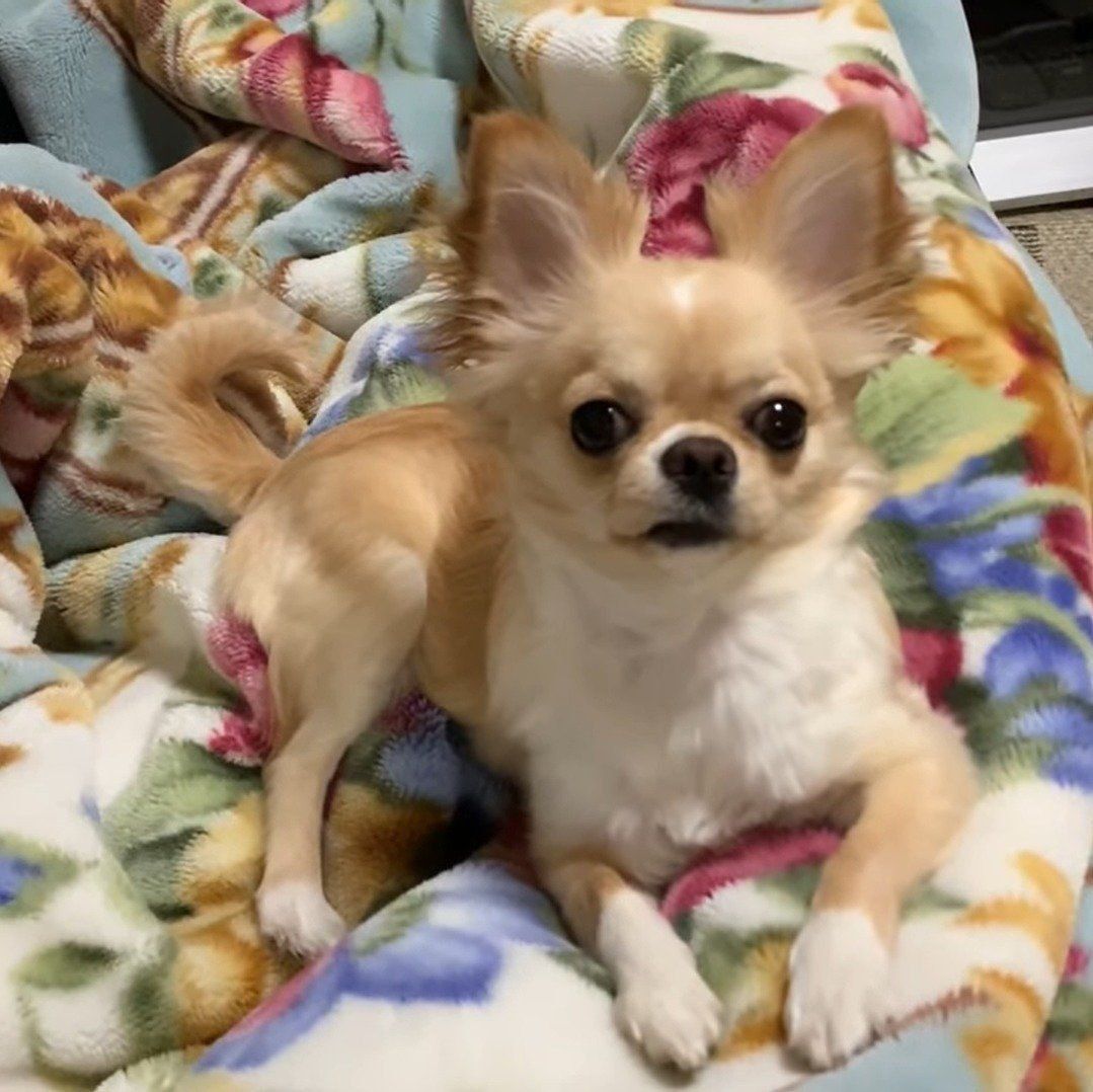 ドヤ顔のみるくちゃん