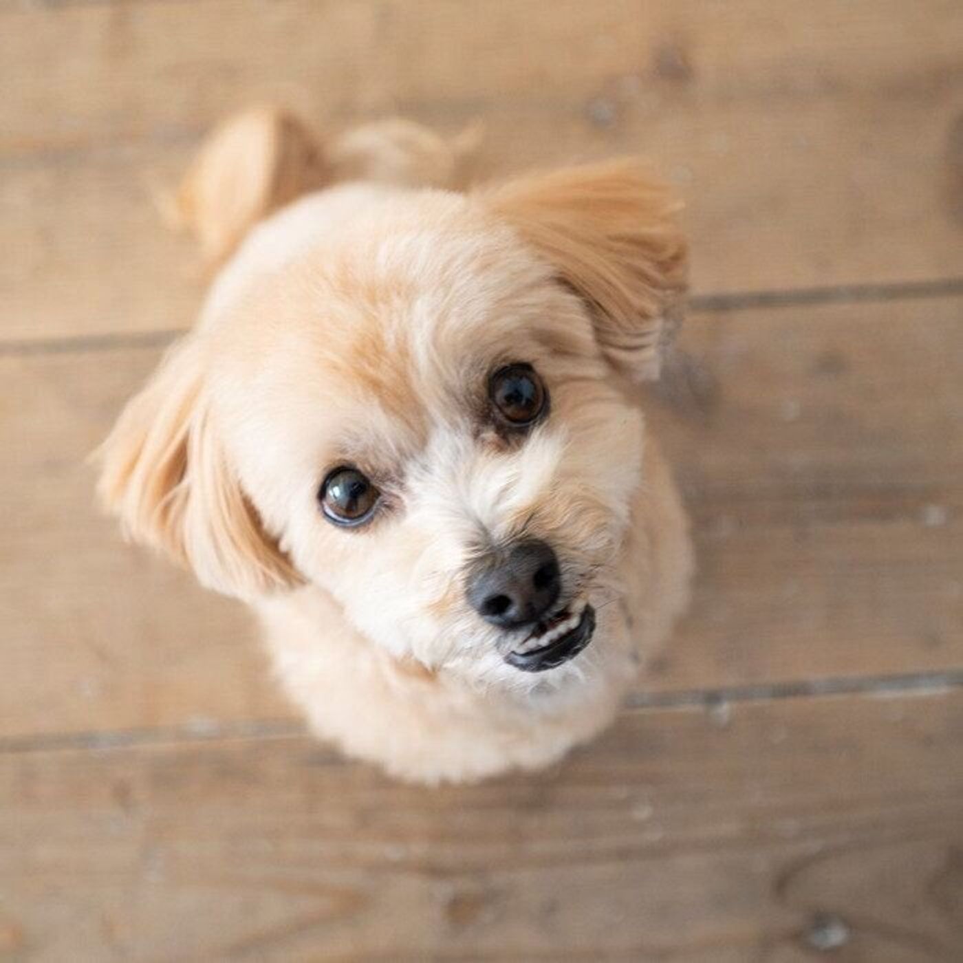 愛犬との絆もアップ おはなピタしつけ で犬と飼い主のマンネリ関係を打破 いぬのきもちweb Magazine 愛犬との絆もアップ おはなピタしつけ で犬と飼い主のマンネリ関係を打破 いぬのきもちweb Magazine