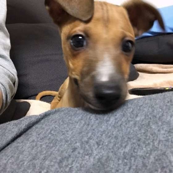 すまし顔をするイタリアン・グレーハウンド