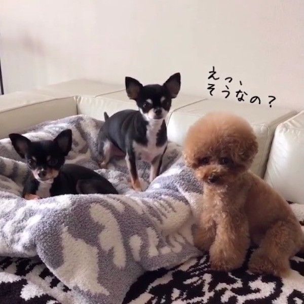 ちょうだいポーズワンコ