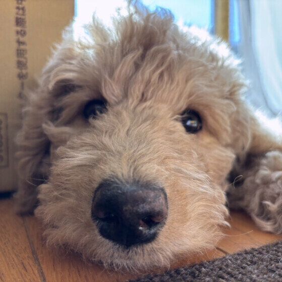 犬の涙やけの原因と対処法 気になる涙やけの3つの疑問Q&A いぬのきもち