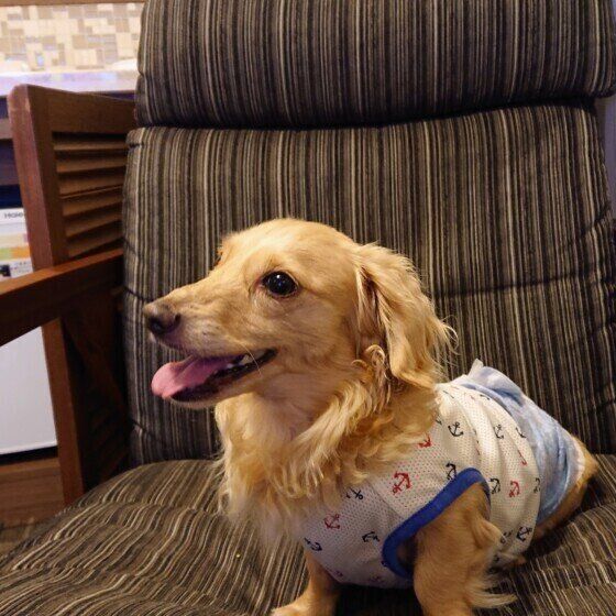 ミニチュア・ダックスフンドのだいちゃん