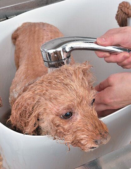 高濃度炭酸泉を行う犬