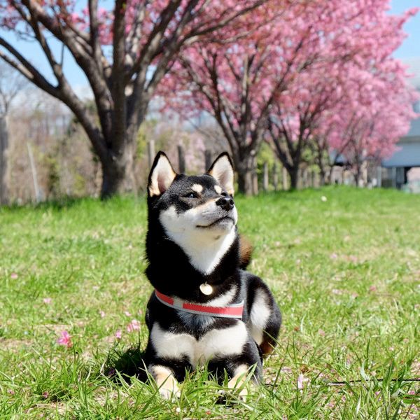 おやつが欲しい柴犬