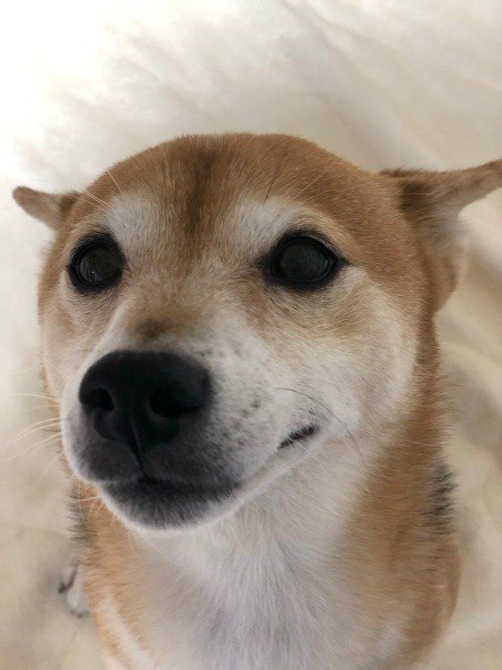 犬は我慢強い！じっと耐えてるかもしれないストレスのケア