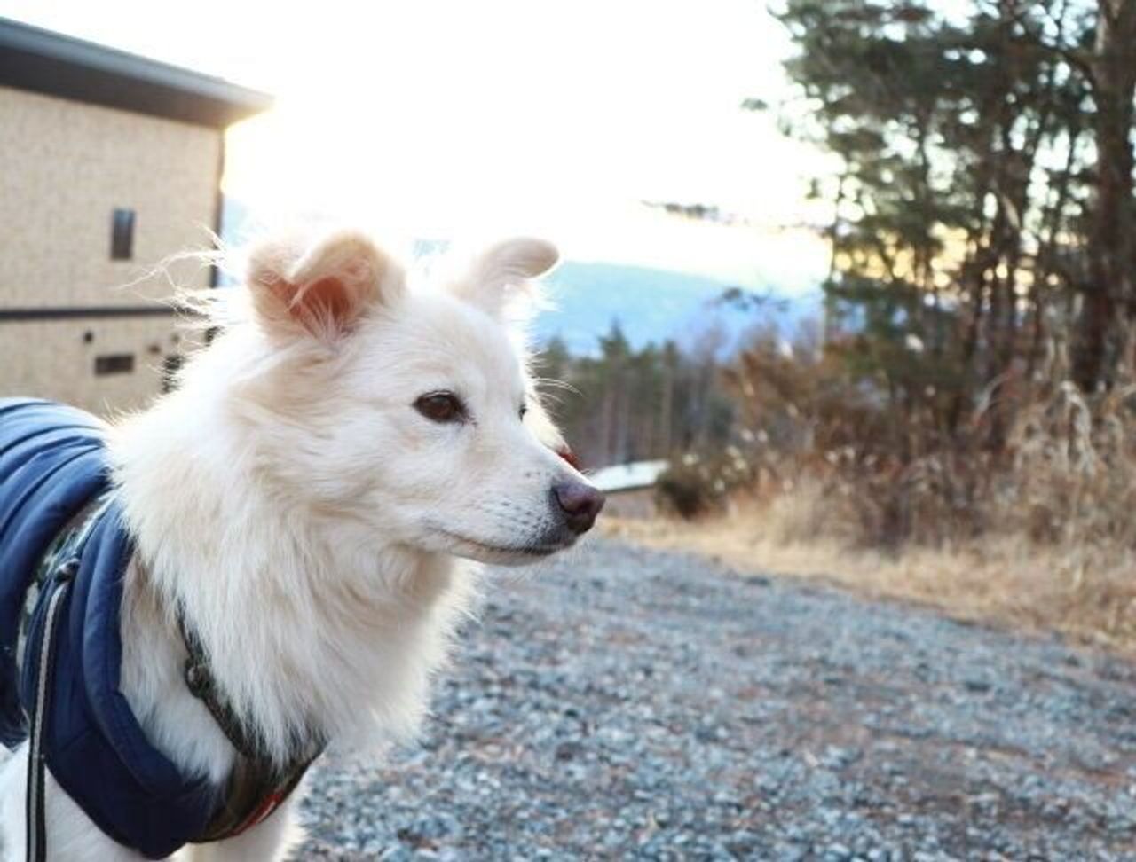 犬の排せつの謎 穴澤賢の犬のはなし いぬのきもちweb Magazine 犬の排せつの謎 穴澤賢の犬のはなし いぬのきもちweb Magazine