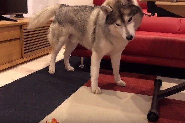 おもちゃの鶏に驚くシベリアン・ハスキー
