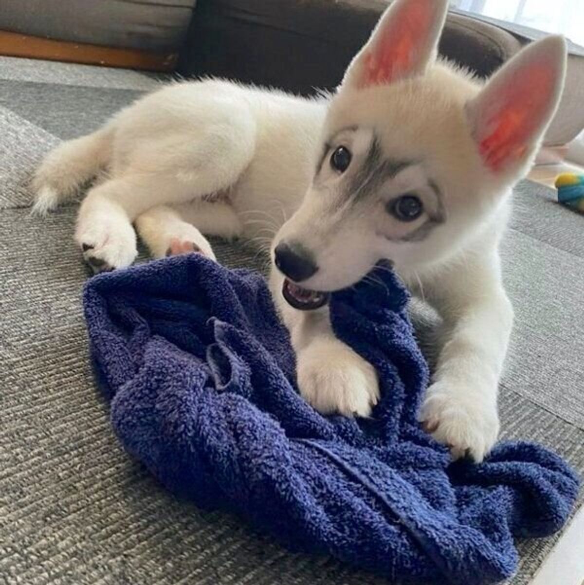 メガネ模様 がカワイイ生後3カ月のハスキーが半年後には 大人っぽい雰囲気に激変 いぬのきもちweb Magazine メガネ模様 がカワイイ生後3カ月のハスキーが半年後には 大人っぽい雰囲気に激変 いぬのきもちweb Magazine