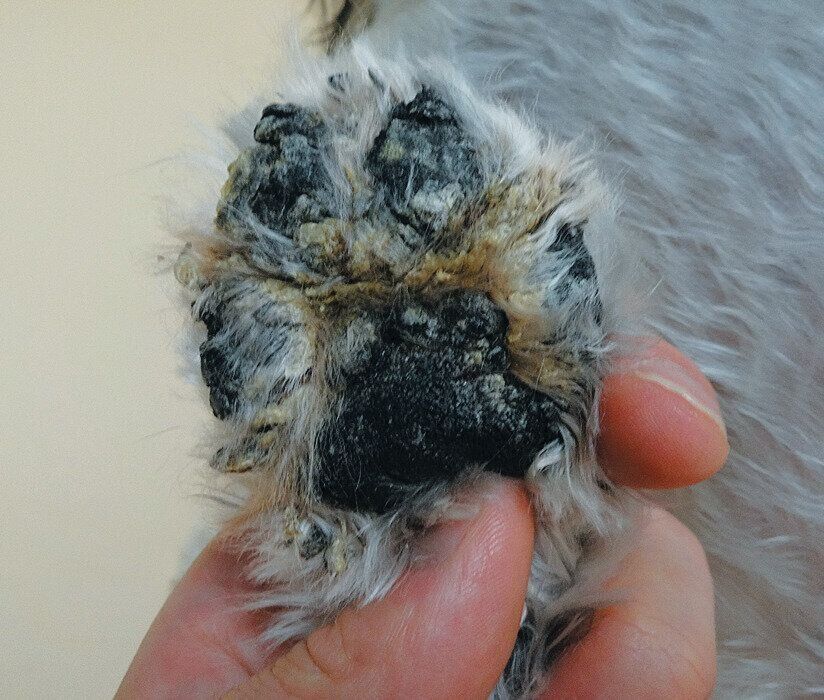 乾燥でひび割れた犬の肉球