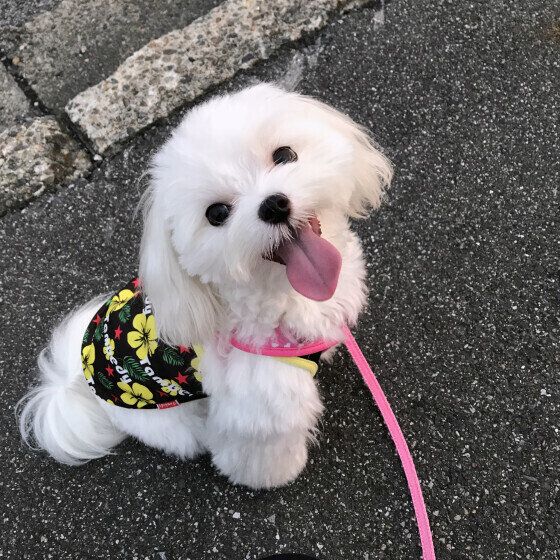 ニコニコ笑顔のマルチーズ
