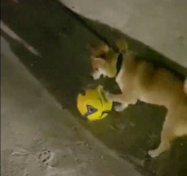 サッカーをするまめ助くん
