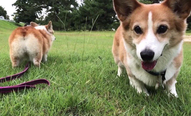 ジタバタワンコとそっぽ向くワンコ