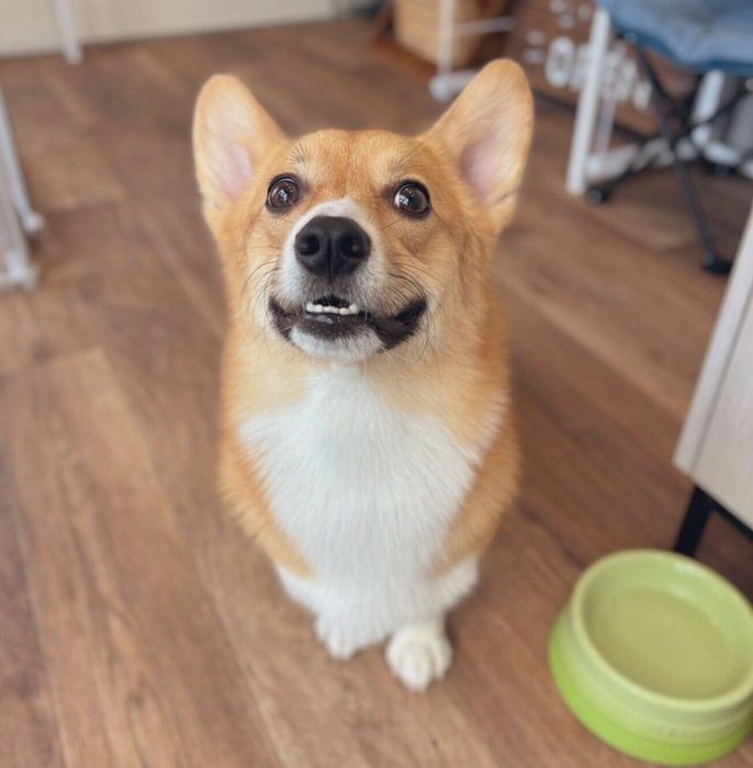 見つめるぽんずくん