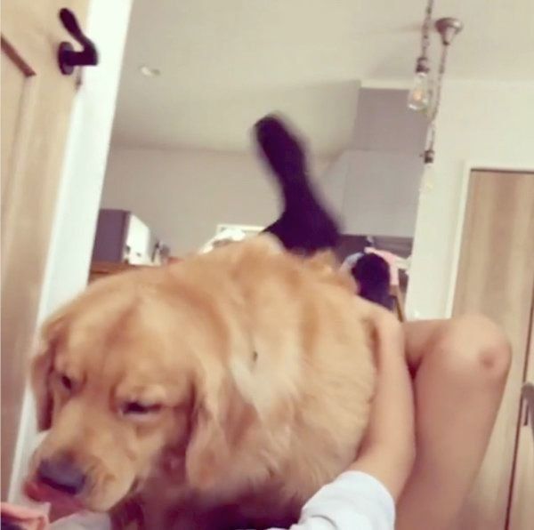 お兄ちゃんとラブラブなゴールデン・レトリーバー