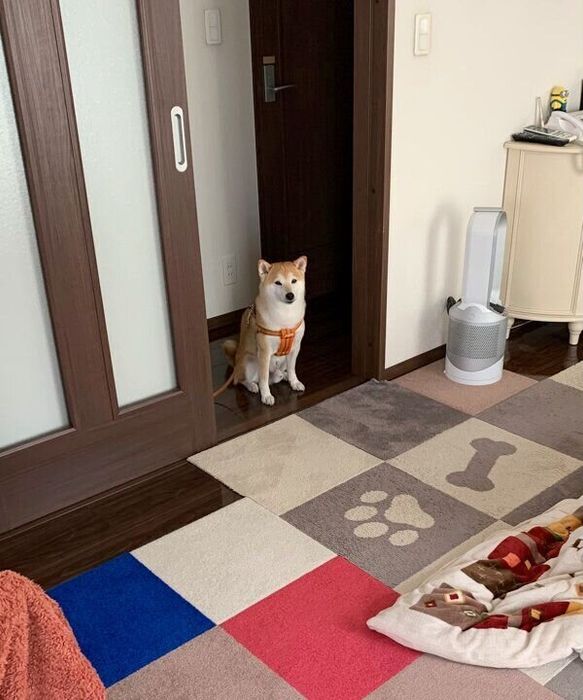 リビングの手前で「足拭き」を待つこたろうくん