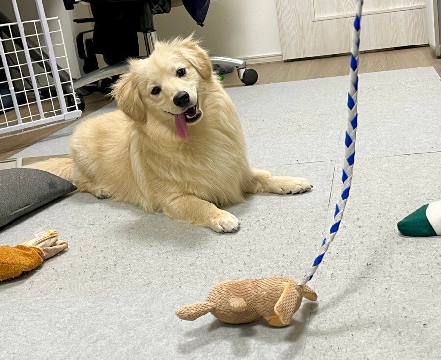 おもちゃを見つめるとろろくん