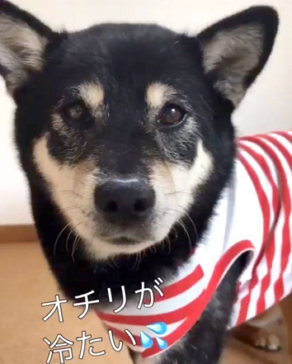 しっぽ遊びをする柴犬