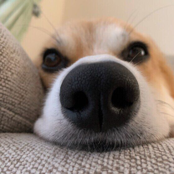 サラサラ？ネバネバ？出血？犬の鼻水の状態からわかる病気 いぬのきもち