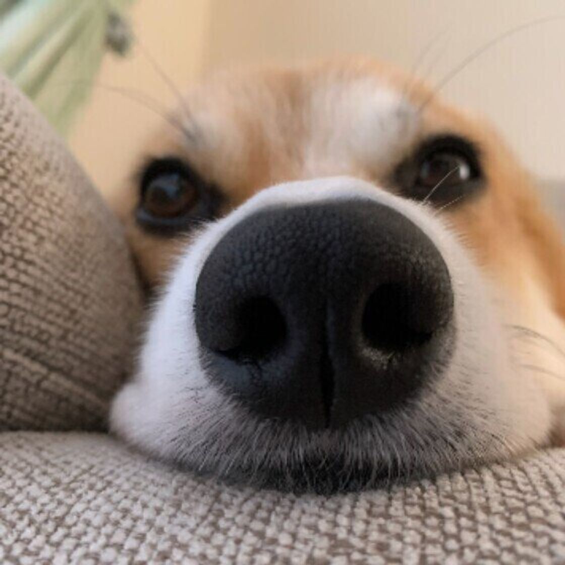 サラサラ ネバネバ 出血 犬の鼻水 の状態からわかる病気 いぬのきもちweb Magazine サラサラ ネバネバ 出血 犬の鼻水 の状態からわかる病気 いぬのきもちweb Magazine