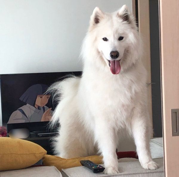 笑顔のサモちゃん