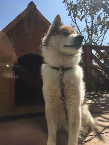 犬小屋の前に立つ犬
