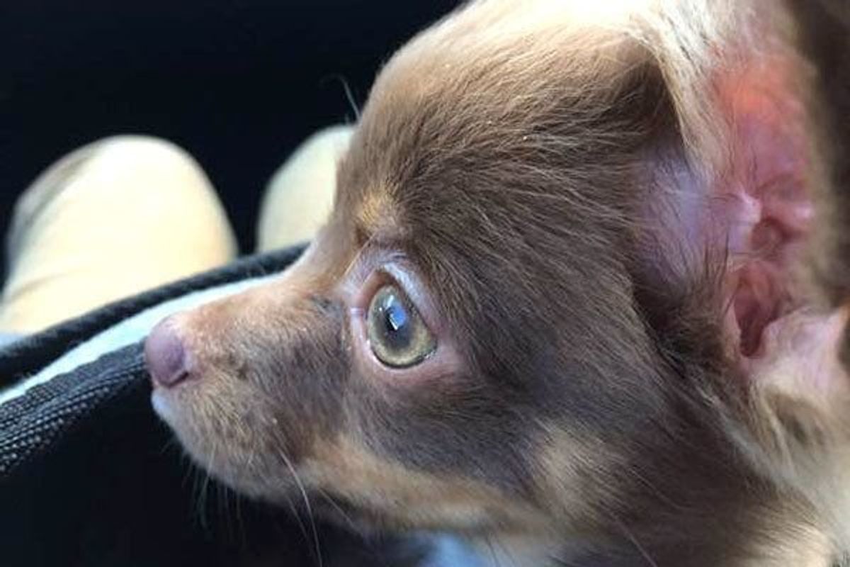 イケメン 美人 えっ どこ見てるの 個性あふれる犬の横顔5選 いぬのきもちweb Magazine イケメン 美人 えっ どこ見てるの 個性あふれる犬の横顔5選 いぬのきもちweb Magazine