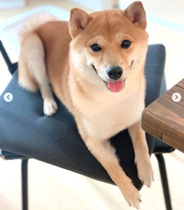 見つめるこたろうくん