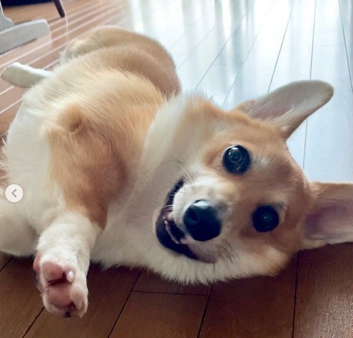 ゴロンと寝転がるピノくん