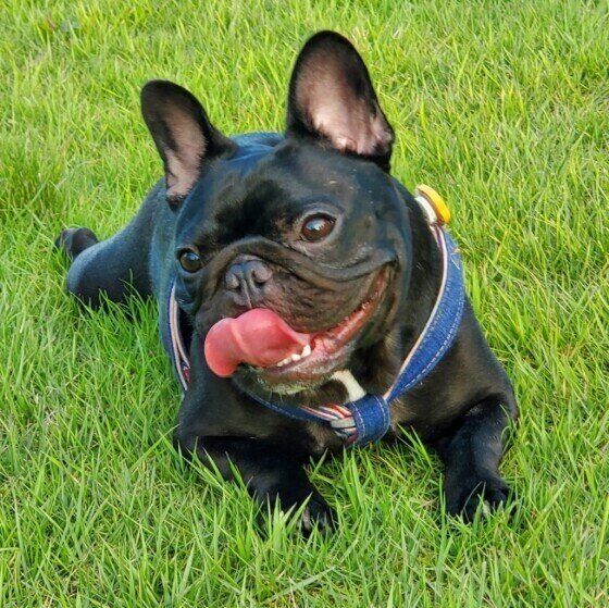 フレンチ・ブルドッグ