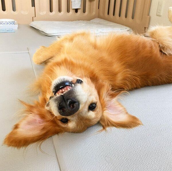 ヘソ天するマイトくん