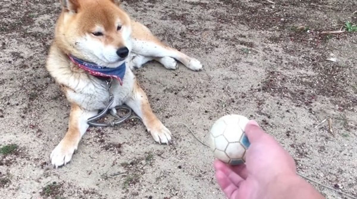 めんどくさいワン ボールを投げられても 見て見ぬふりをする柴犬 いぬのきもちweb Magazine めんどくさいワン ボールを投げられても 見て見ぬふりをする柴犬 いぬのきもちweb Magazine